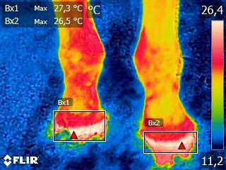Infrared thermal image of horse hooves